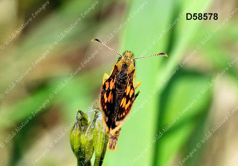 Arctic Skipper (Carterocephalus palaemon)